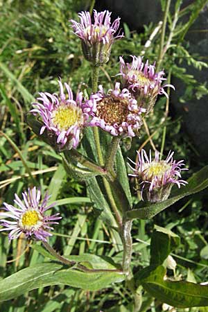 Erigeron atticus ? / Greek Fleabane, Croatia Velebit Zavizan 17.7.2007