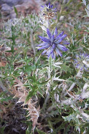 Echinops ritro \ Blaue Kugeldistel, Kroatien Senj 18.8.2016