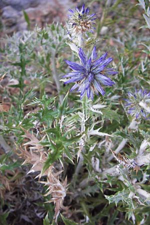 Echinops ritro \ Blaue Kugeldistel / Small Globe Thistle, Kroatien/Croatia Senj 18.8.2016