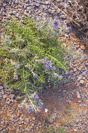 Echinops ritro \ Blaue Kugeldistel, Kroatien Senj 18.8.2016