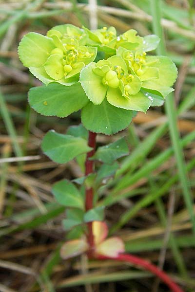 Euphorbia helioscopia \ Sonnwend-Wolfsmilch, Sonnen-Wolfsmilch / Sun Spurge, Kroatien/Croatia Šibenik 2.4.2006