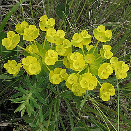 Euphorbia seguieriana \ Steppen-Wolfsmilch / Seguier's Spurge, Kroatien/Croatia Istrien/Istria, Gračišće 27.5.2006