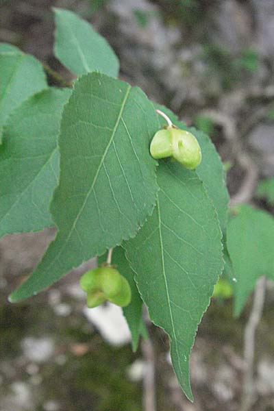 Euonymus latifolius \ Breitblttriges Pfaffenhtchen, Kroatien Plitvička 19.7.2007