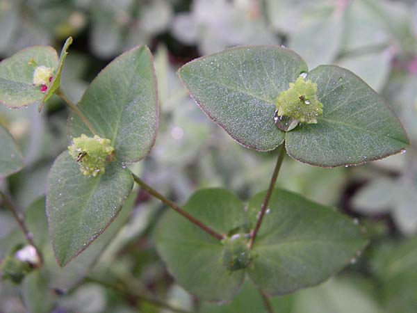 Euphorbia dulcis \ Se Wolfsmilch / Sweet Spurge, Kroatien/Croatia Mala Učka 6.6.2008