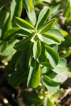 Euphorbia verrucosa \ Warzen-Wolfsmilch / Warty Spurge, Kroatien/Croatia Velebit 18.8.2016