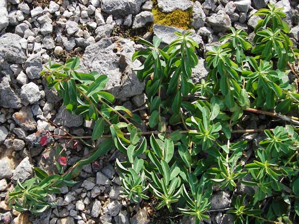 Euphorbia verrucosa \ Warzen-Wolfsmilch / Warty Spurge, Kroatien/Croatia Velebit 18.8.2016