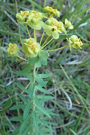 Euphorbia esula ? \ Esels-Wolfsmilch / Leafy Spurge, Kroatien/Croatia Istrien/Istria, Groznjan 11.8.2016