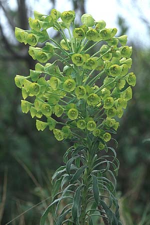 Euphorbia characias \ Palisaden-Wolfsmilch / Large Mediterranean Spurge, Kroatien/Croatia Šibenik 2.4.2006