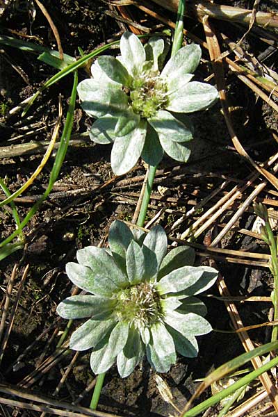 Filago pygmaea \ Zwerg-Edelwei, Kroatien Istrien, Premantura 31.5.2006