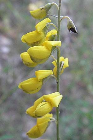 Cytisus nigricans \ Schwarzwerdender Geiklee / Black Broom, Kroatien/Croatia Istrien/Istria, Gračišće 15.7.2007