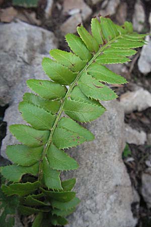 Polystichum lonchitis \ Lanzen-Schildfarn / Northern Holly Fern, Kroatien/Croatia Velebit 17.7.2007