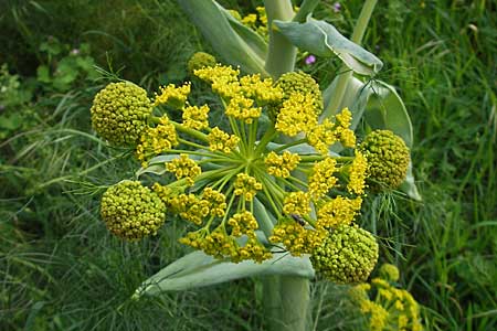 Ferula communis \ Riesen-Fenchel, Gemeines Rutenkraut, Kroatien Korčula, Cara 5.4.2006