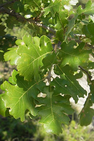 Quercus pubescens \ Flaum-Eiche / White Oak, Kroatien/Croatia Istrien/Istria, Vrh 28.6.2010