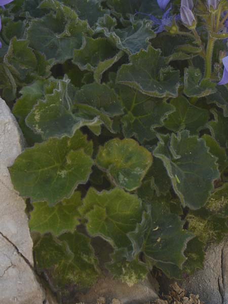 Campanula fenestrellata \ Fenster-Glockenblume, Kroatien Velebit Zavizan 2.6.2015 (Photo: Oswald Gabathuler)