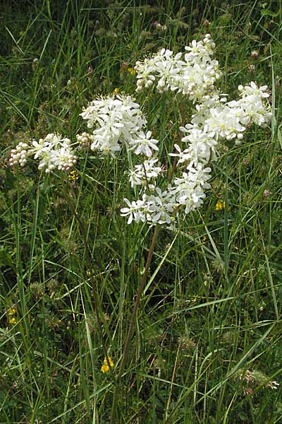 Filipendula vulgaris \ Knolliges Mdes / Dropword, Kroatien/Croatia Istrien/Istria, Poreč 28.5.2006