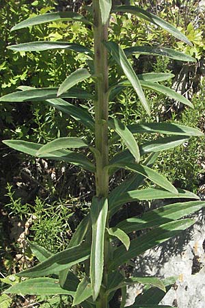 Digitalis ferruginea \ Rostfarbener Fingerhut, Kroatien Velebit 16.7.2007