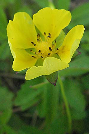 Potentilla reptans \ Kriechendes Fingerkraut, Fnffingerkraut, Kroatien Donji Budački 20.7.2007