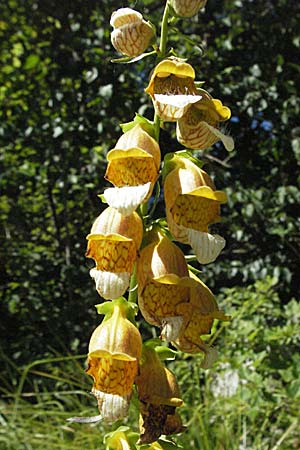 Digitalis laevigata \ Balkan-Fingerhut, Kroatien Učka 14.7.2007