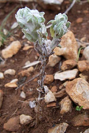 Filago germanica \ Deutsches Filzkraut, Kroatien Senj 4.6.2008