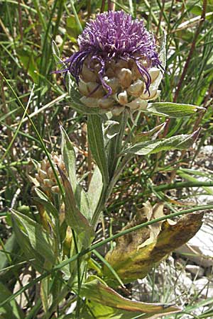 Centaurea haynaldii \ Haynalds Flockenblume, Kroatien Gola Plješevica 18.7.2007