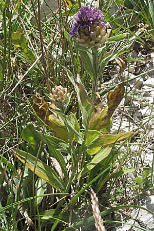 Centaurea haynaldii \ Haynalds Flockenblume, Kroatien Gola Plješevica 18.7.2007