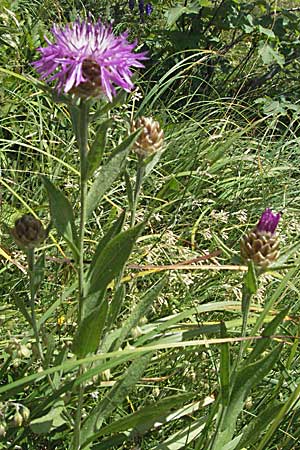 Centaurea haynaldii \ Haynalds Flockenblume, Kroatien Gola Plješevica 18.7.2007