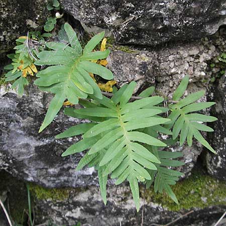 Polypodium cambricum \ Sdlicher Tpfelfarn / Southern Polypody, Kroatien/Croatia Gruda 3.4.2006