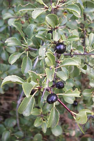 Frangula rupestris \ Felsen-Faulbaum / Rock Buckthorn, Kroatien/Croatia Senj 18.8.2016