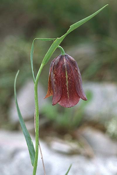 Fritillaria messanensis subsp. gracilis \ Schlanke Schachblume / Slender Fritillary, Kroatien/Croatia Gruda 3.4.2006