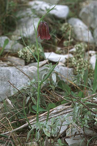 Fritillaria messanensis subsp. gracilis \ Schlanke Schachblume, Kroatien Gruda 3.4.2006