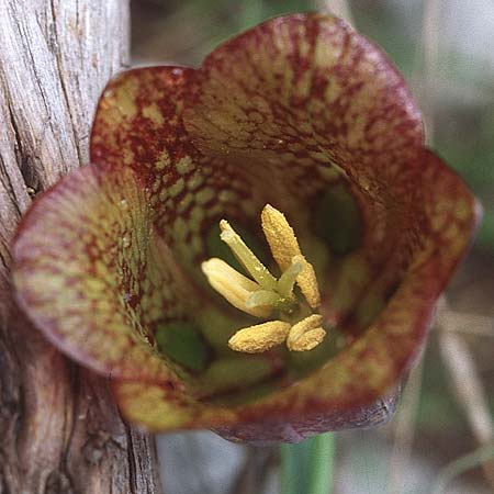 Fritillaria messanensis subsp. gracilis \ Schlanke Schachblume, Kroatien Gruda 3.4.2006