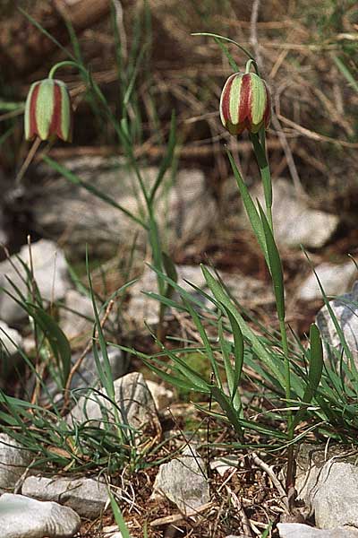 Fritillaria messanensis subsp. gracilis \ Schlanke Schachblume, Kroatien Pelješac, Ston 4.4.2006