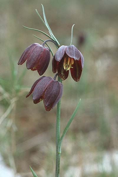 Fritillaria messanensis subsp. gracilis \ Schlanke Schachblume / Slender Fritillary, Kroatien/Croatia Korčula, Prizba 5.4.2006