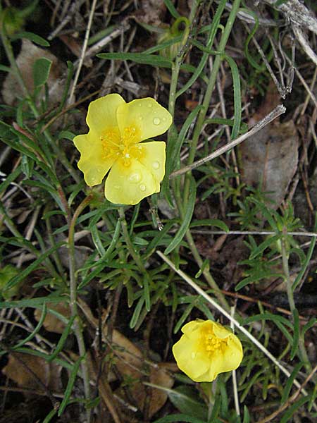 Fumana ericoides / Upright Sun-Rose, Croatia Senj 2.6.2006