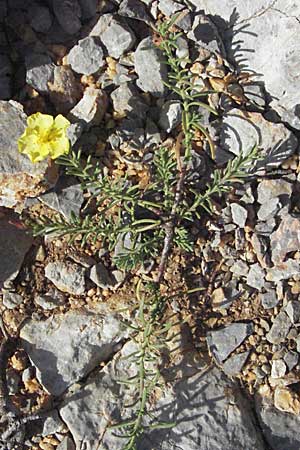 Fumana ericoides \ Aufrechtes Nadelrschen, Felsen-Nadelrschen, Kroatien Senj 18.7.2007