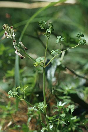 Fumaria flabellata \ Zerschlitzter Erdrauch, Kroatien Pelješac, Mokalo 4.4.2006