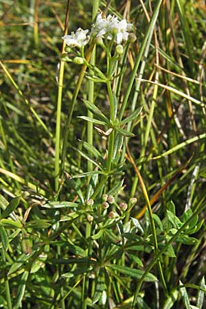 Galium anisophyllon / Alpine Bedstraw, Croatia Velebit Zavizan 17.7.2007