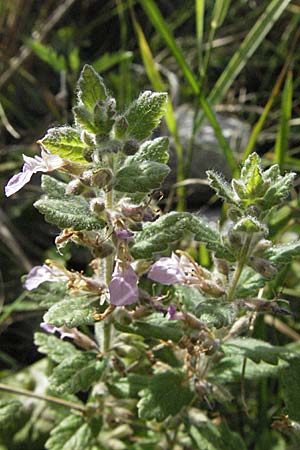 Teucrium scordium \ Knoblauch-Gamander / Water Germander, Kroatien/Croatia Gospic 17.7.2007