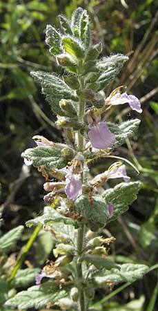 Teucrium scordium / Water Germander, Croatia Gospic 17.7.2007