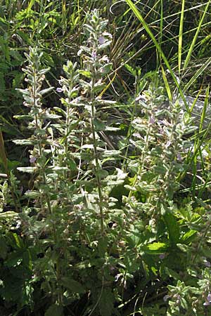 Teucrium scordium / Water Germander, Croatia Gospic 17.7.2007