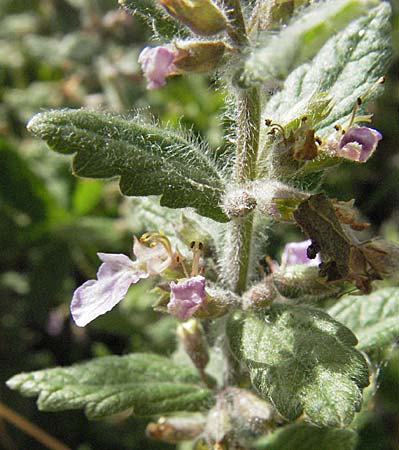 Teucrium scordium / Water Germander, Croatia Gospic 17.7.2007