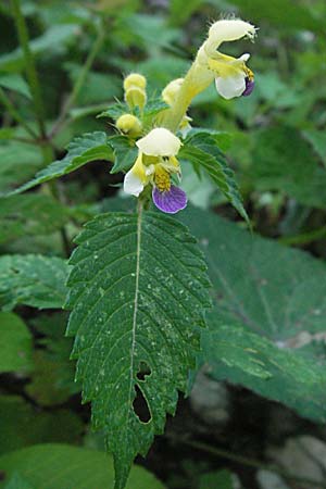 Galeopsis speciosa \ Bunter Hohlzahn / Large-flowered Hemp-Nettle, Kroatien/Croatia Gola Plješevica 18.7.2007