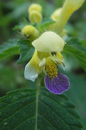 Galeopsis speciosa \ Bunter Hohlzahn / Large-flowered Hemp-Nettle, Kroatien/Croatia Gola Plješevica 18.7.2007