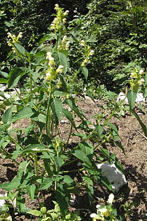 Galeopsis speciosa \ Bunter Hohlzahn, Kroatien Gola Plješevica 18.7.2007