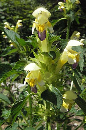 Galeopsis speciosa \ Bunter Hohlzahn / Large-flowered Hemp-Nettle, Kroatien/Croatia Gola Plješevica 18.7.2007