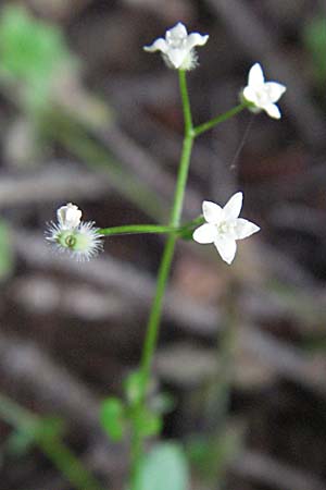 Galium rotundifolium \ Rundblttriges Labkraut, Kroatien Plitvička 18.7.2007