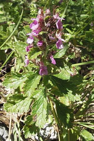 Teucrium chamaedrys / Wall Germander, Croatia Učka 14.7.2007