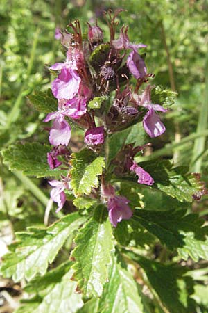 Teucrium chamaedrys \ Edel-Gamander / Wall Germander, Kroatien/Croatia Učka 14.7.2007