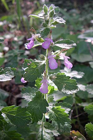 Teucrium scordium \ Knoblauch-Gamander / Water Germander, Kroatien/Croatia Krka 3.6.2008