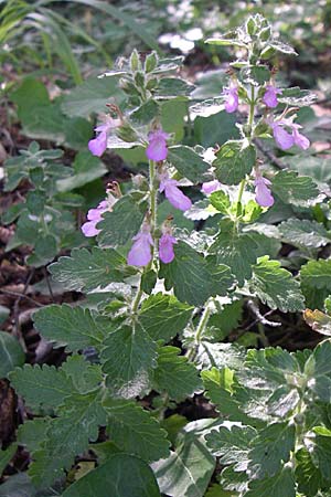 Teucrium scordium \ Knoblauch-Gamander / Water Germander, Kroatien/Croatia Krka 3.6.2008